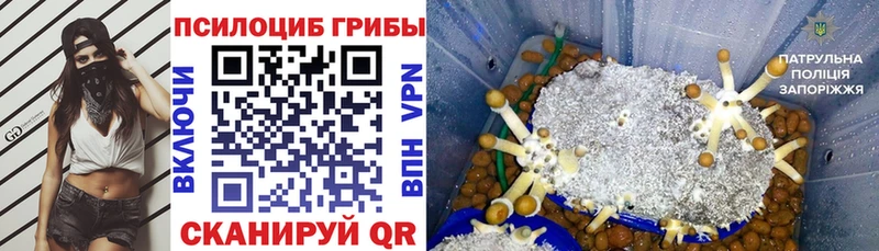 Псилоцибиновые грибы Psilocybe Бикин